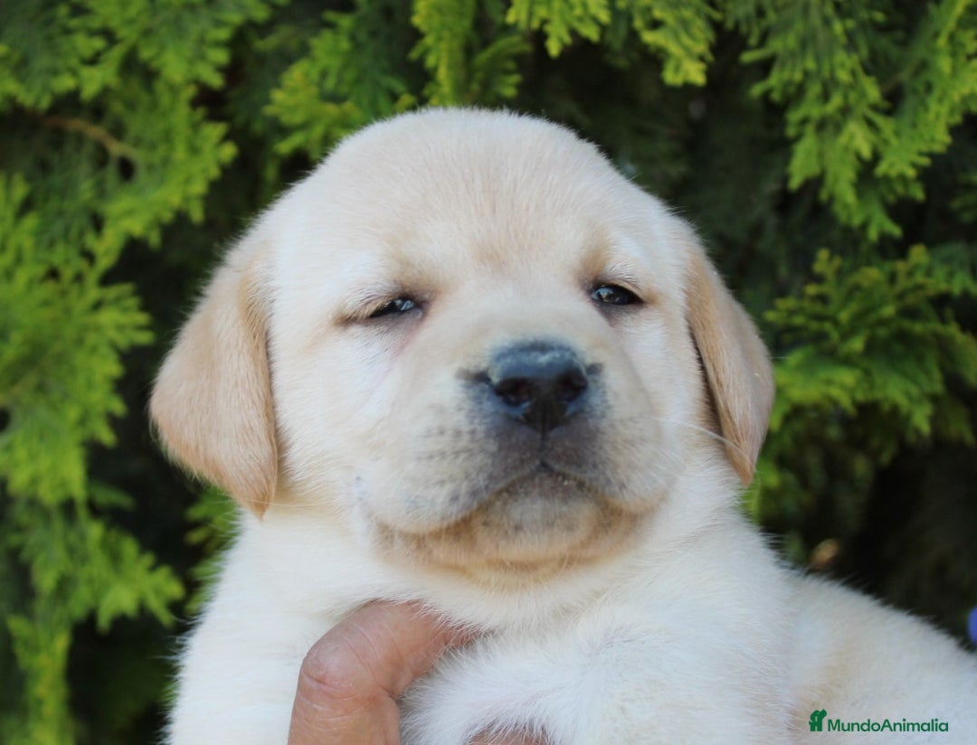 Labrador Retriever perros en venta: Cadells de LABRADOR RETRIEVER - Anuncio 4
