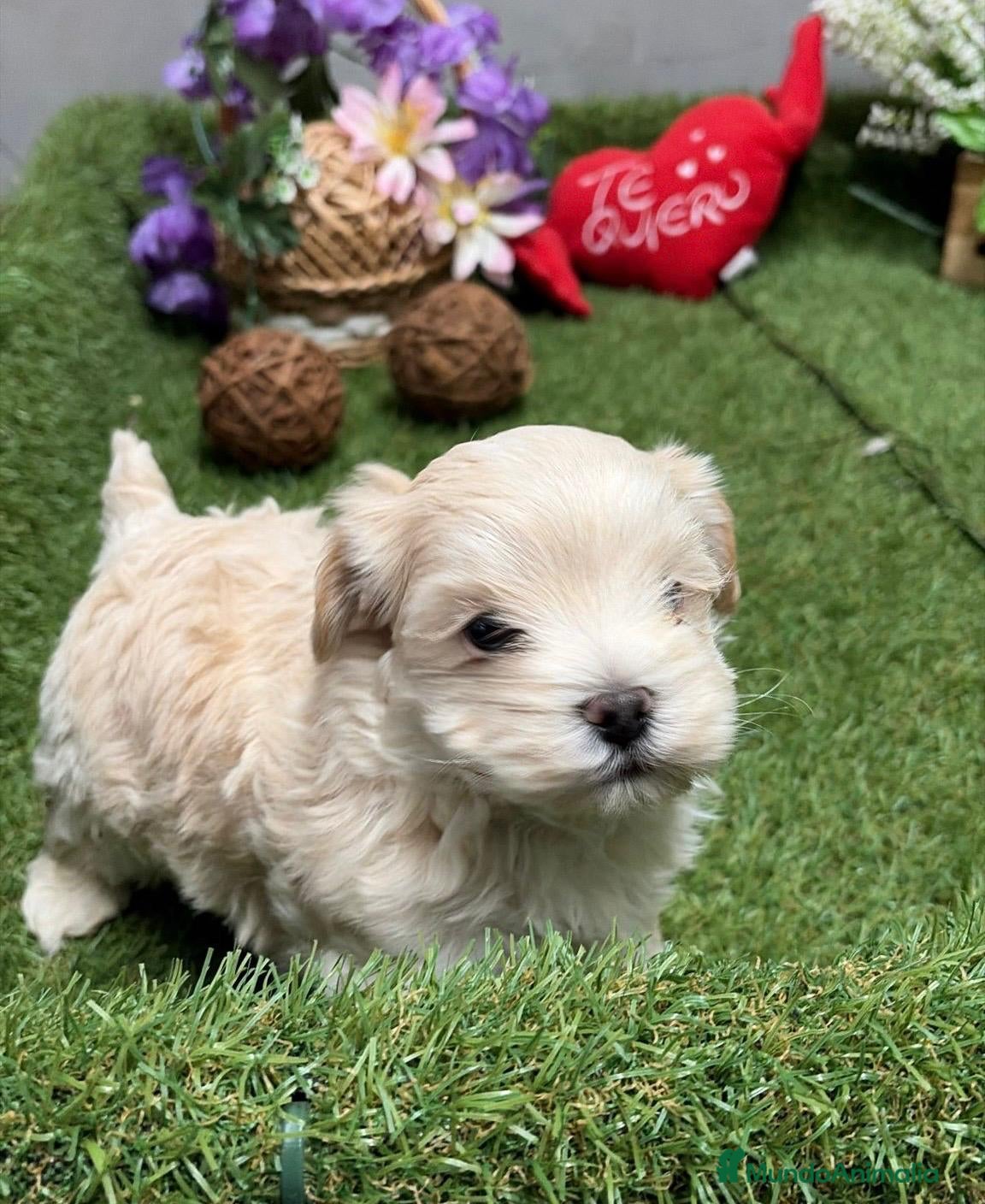 Maltipoo perros Maltipoo Macho disponible  - Anuncio 1