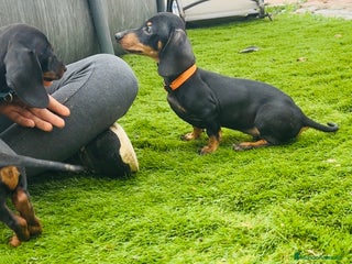 Teckel Miniatura perros - Anuncio 2