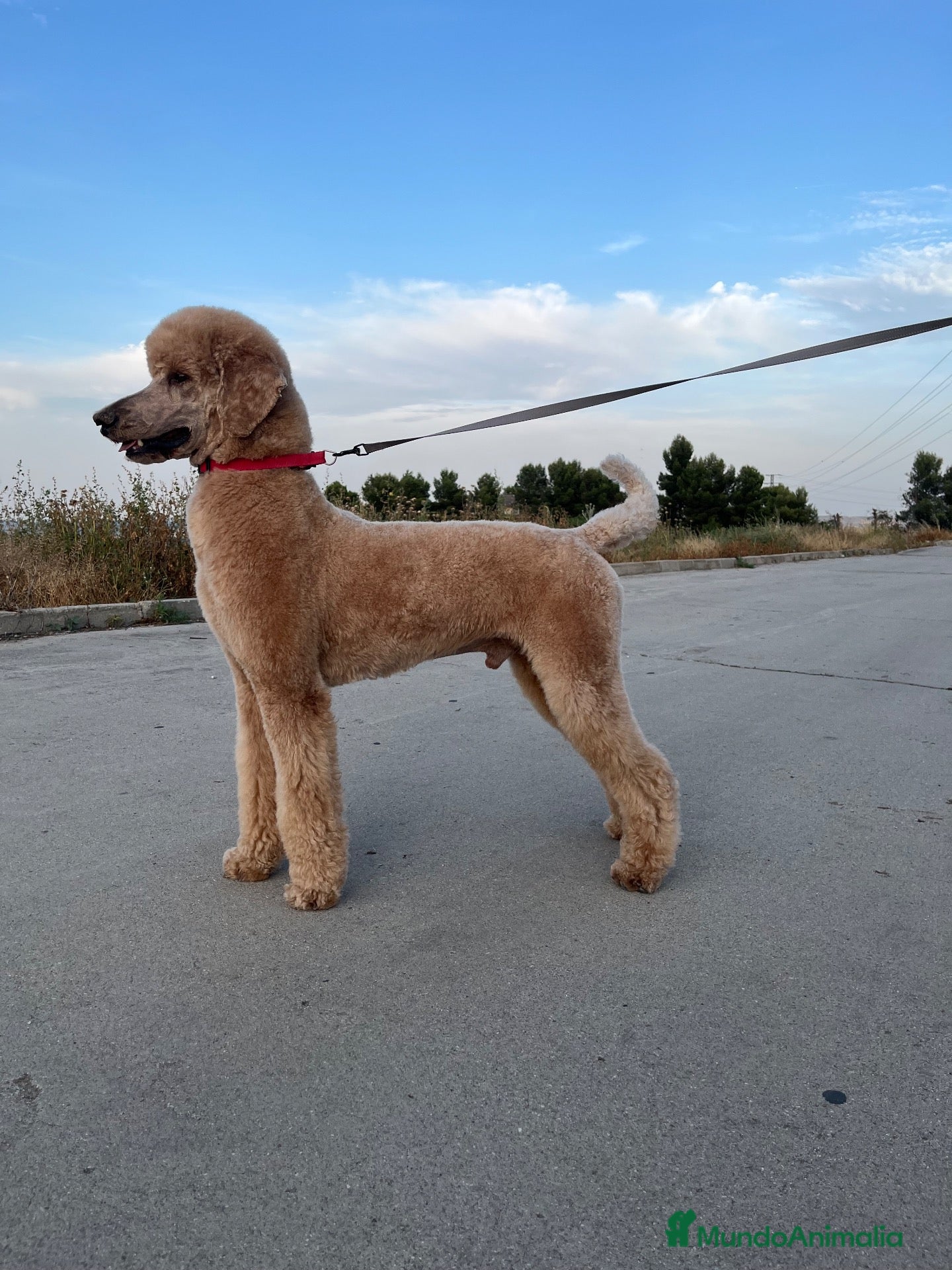 Caniche Gigante perros Caniche gigante  - Anuncio 1