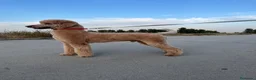 Caniche Gigante perros en venta: Caniche gigante  - Anuncio 1