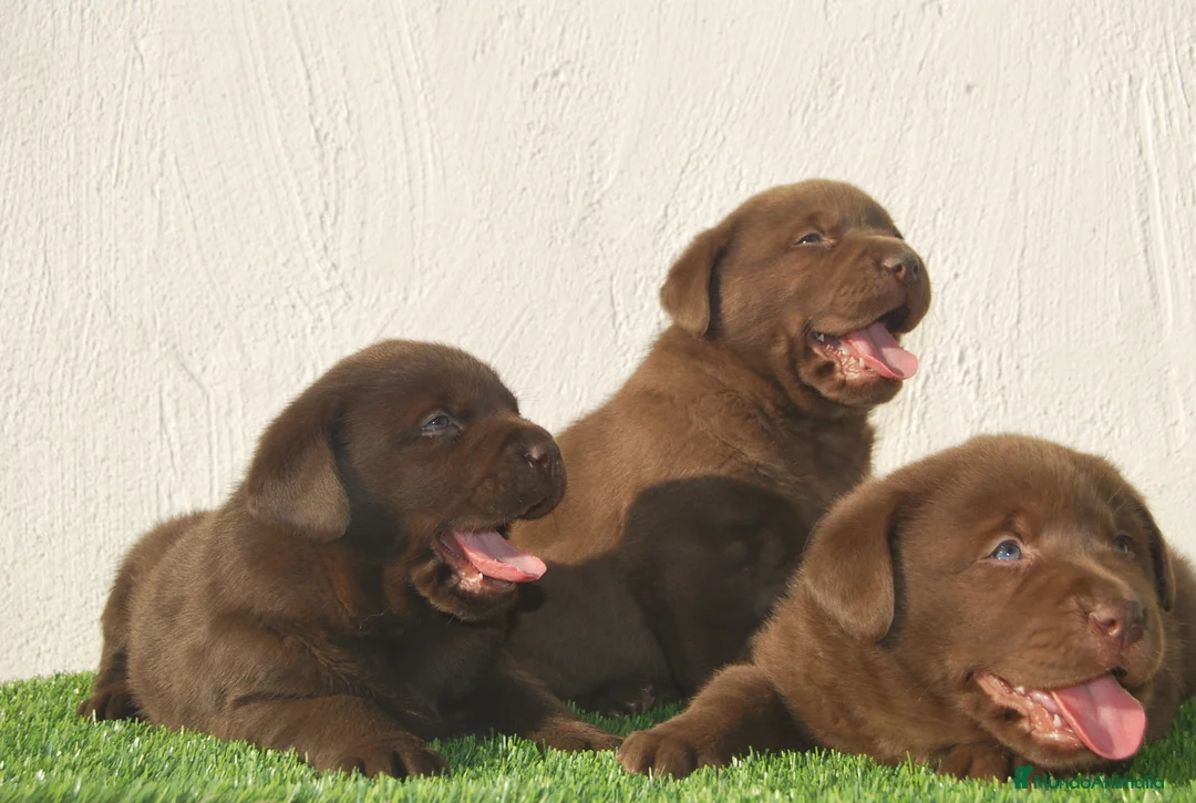 Labrador Retriever perros en venta: Cachorros de Labrador Chocolate en Madrid - Anuncio 6