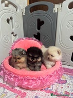 Pomerania perros Pomerania - Anuncio 6