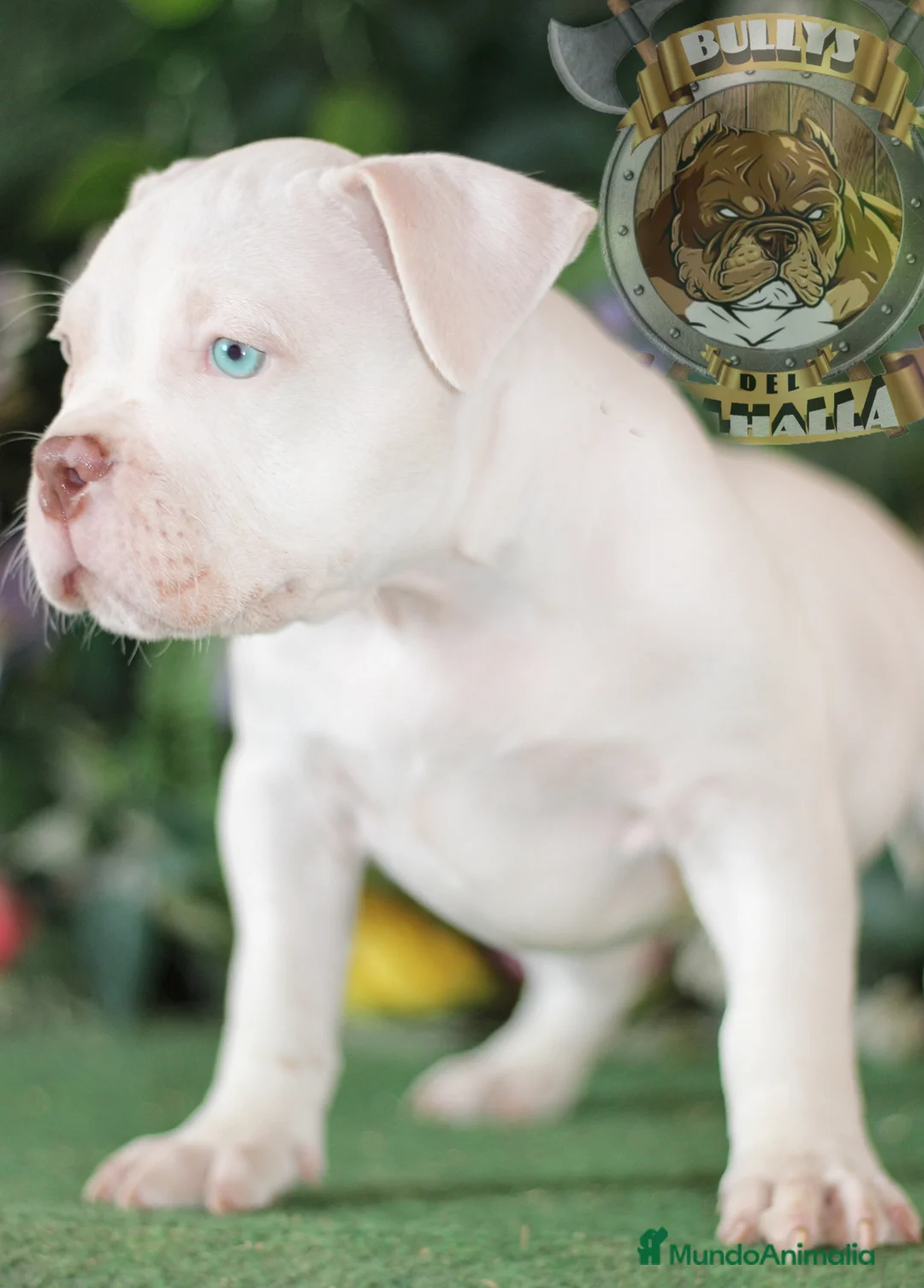 American Bully perros en venta: AMERICAN BULLY CRIA PROFESIONAL ( SOLO LLAMADAS ) en Sevilla - Anuncio 6