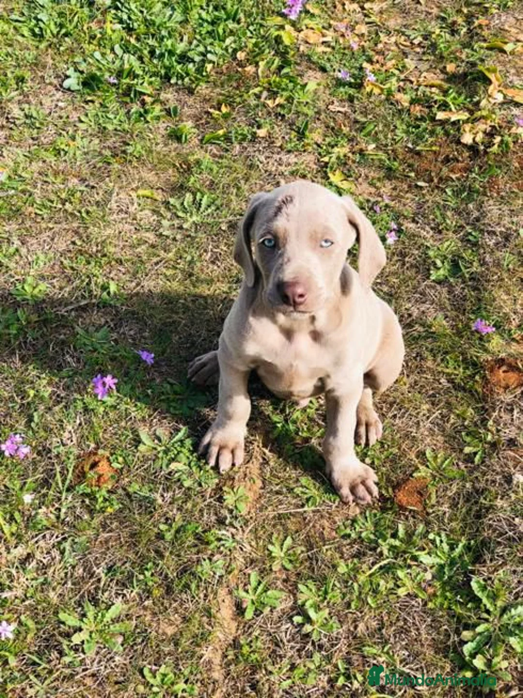 Braco de Auvernia perros en venta: Bracos de weima  - Anuncio 3