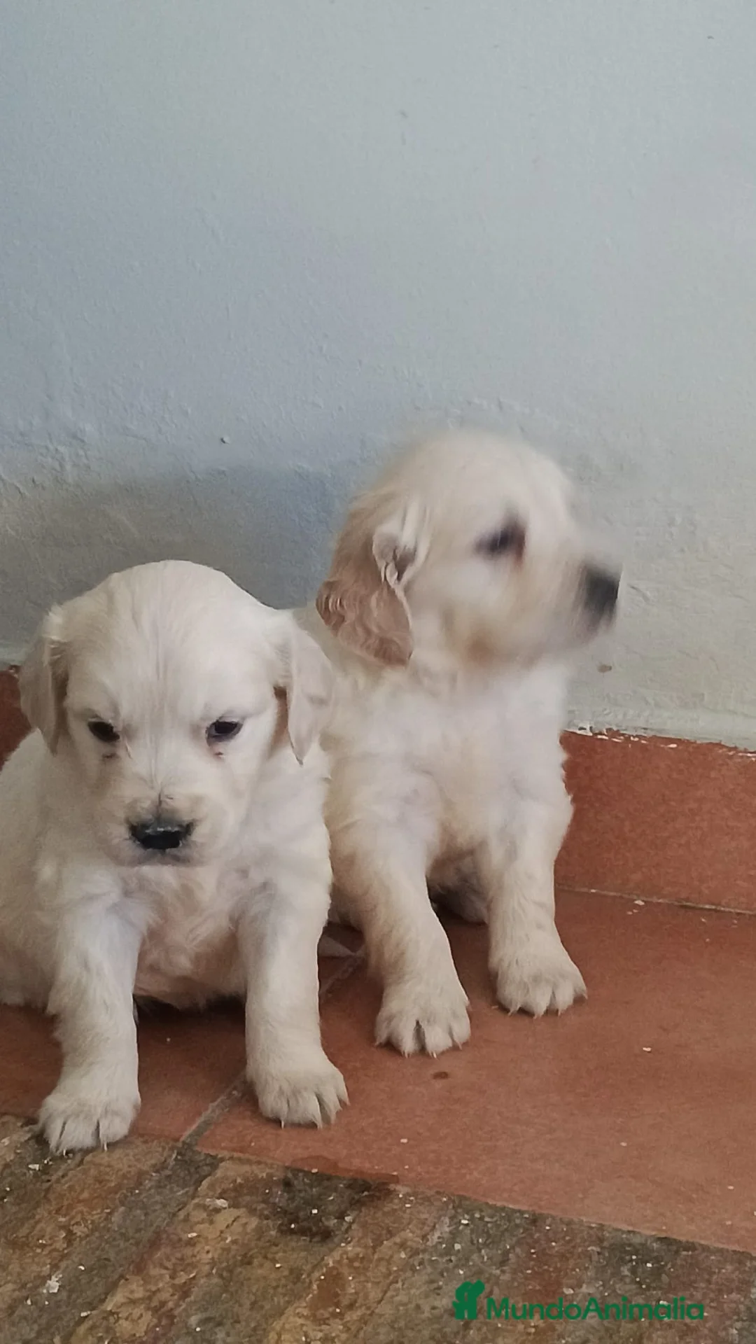 Golden Retriever perros en venta: Disponibles para entregar golden retriever  - Anuncio 3