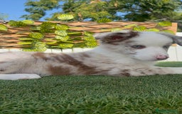 Border Collie perros en venta: BORDER COLLIE CHOCOMERLE - Imagen 24