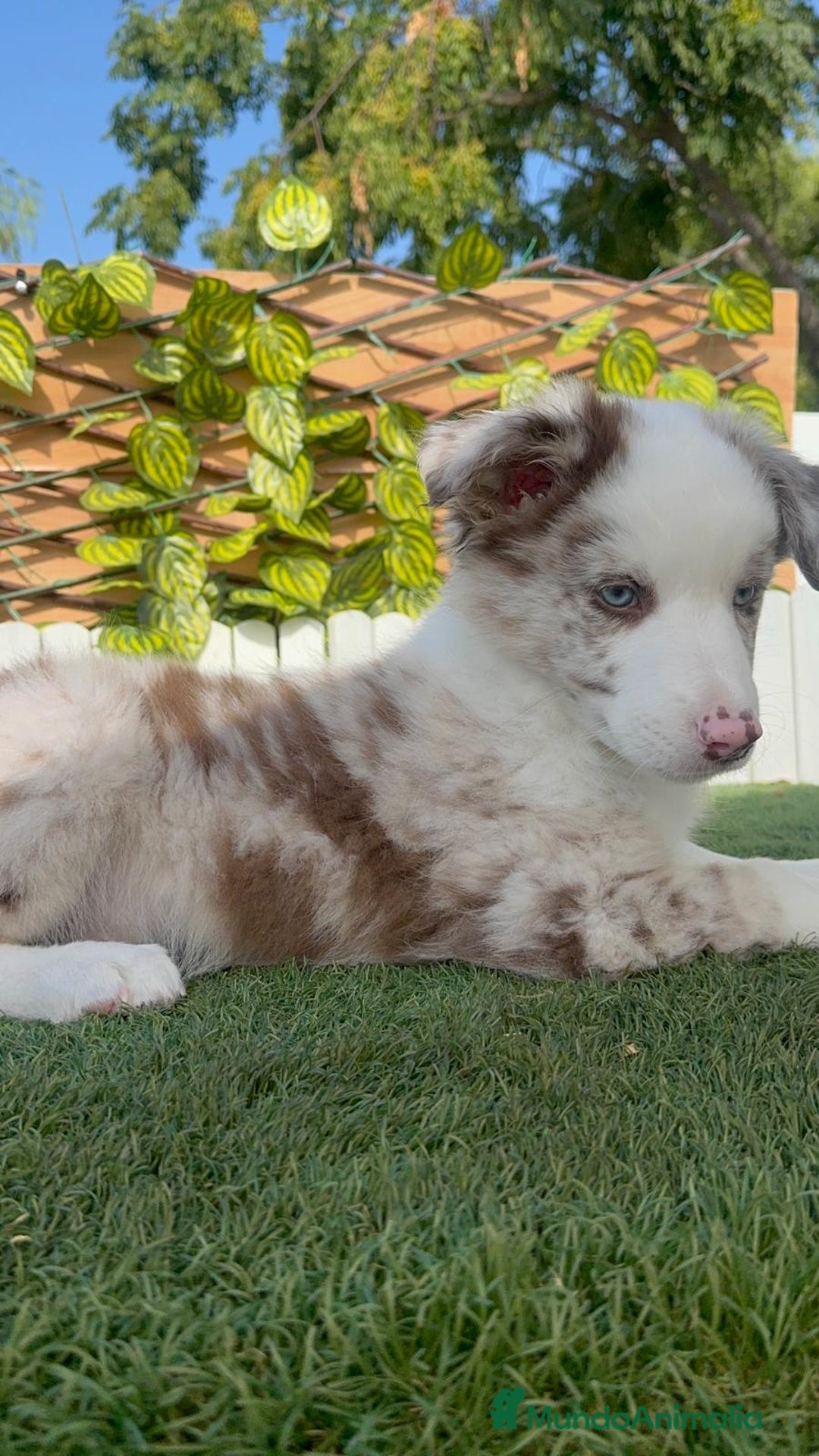 Border Collie perros en venta: BORDER COLLIE CHOCOMERLE - Imagen 24