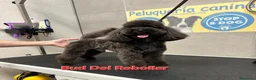 Caniche Toy perros en venta: Caniches Toy - Anuncio 4