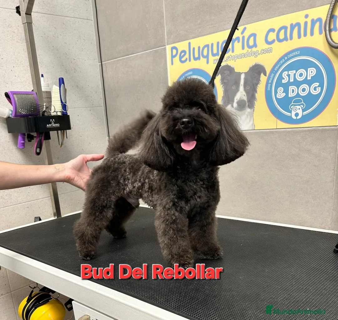 Caniche Toy perros en venta: Caniches Toy - Anuncio 4