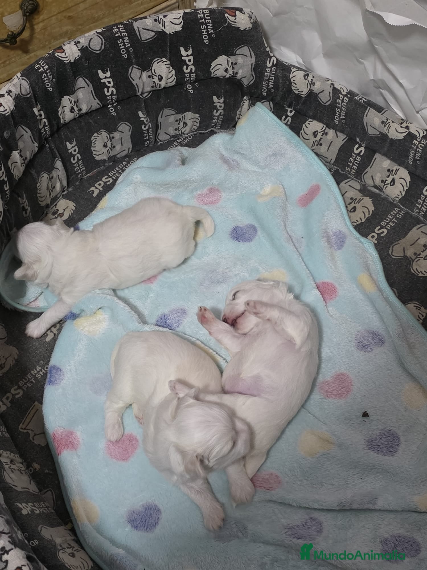 Bichón Maltés perros Bichón Maltés Toy Hembras Línea Americana  - Anuncio 1
