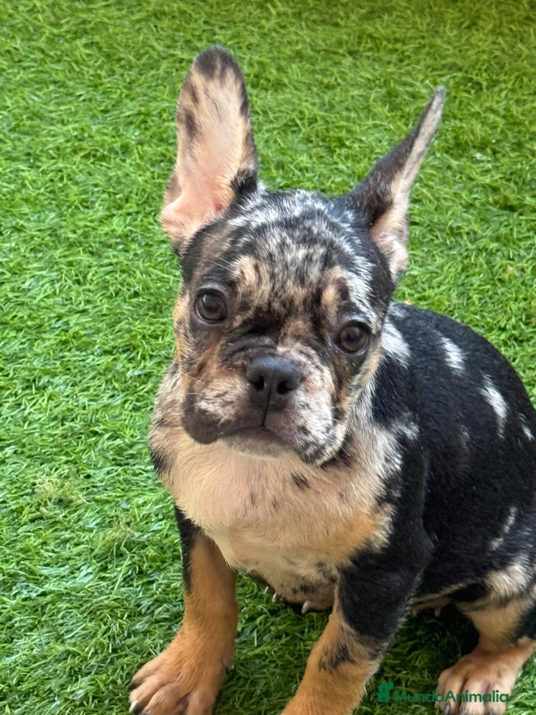 Bulldog Francés perros en venta: Hembra Black an tan Merle  - Imagen 3