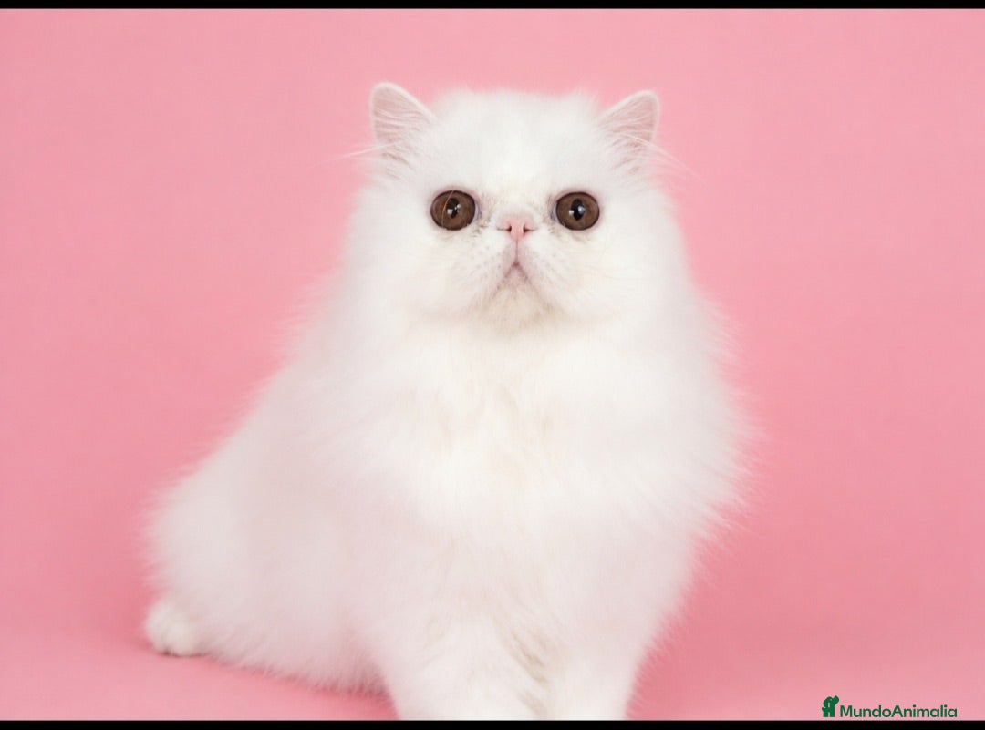 Persa gatos Persa macho puro - Anuncio 1