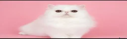 Persa gatos en venta: Persa macho puro - Anuncio 1