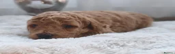 Caniche Toy perros en venta: Excelentes cachorros de caniches  en Zaragoza - Anuncio 7