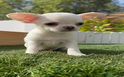 Chihuahua perros en venta: CHIHUAHUA MACHO - Imagen 10
