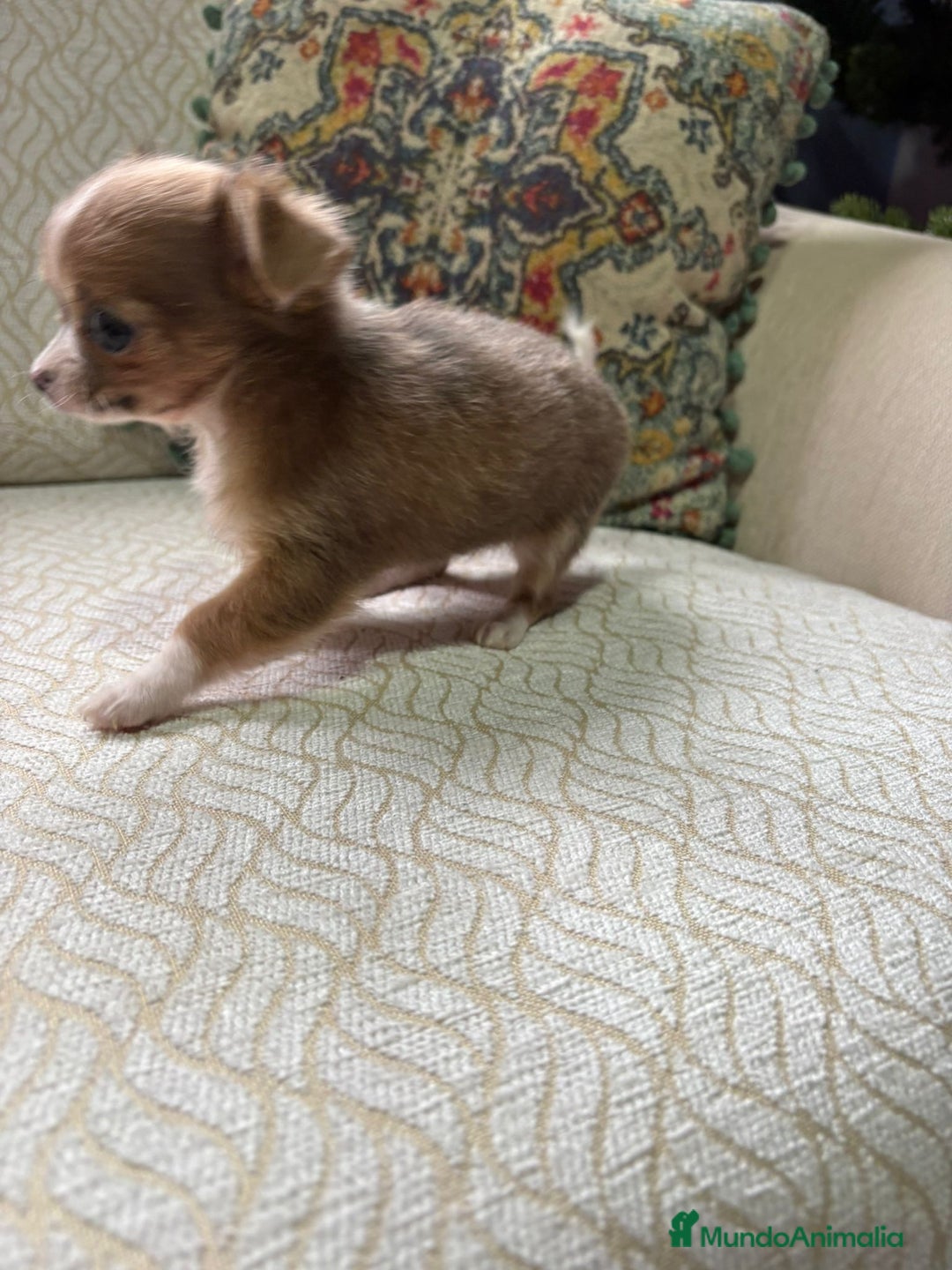 Chihuahua perros en venta: Hembra chihuahua toy chocolate pelo largo - Anuncio 9
