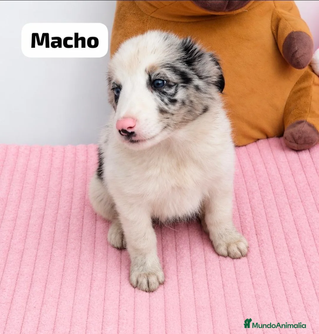Border Collie perros en venta: Border collie listos para entregar  - Anuncio 6