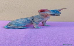 Sphynx gatos en venta: Preciosa hembrita tortuga tabby  - Imagen 13
