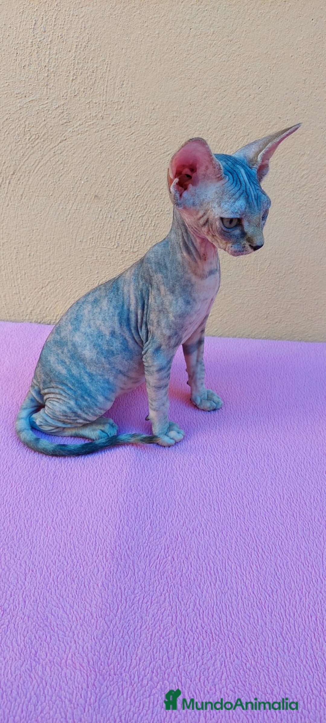Sphynx gatos en venta: Preciosa hembrita tortuga tabby  - Imagen 13