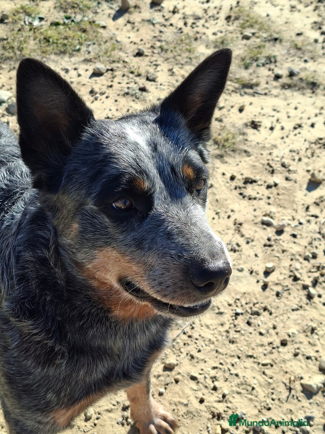 Boyero de Australia perros en adopcion: Australian cattle dog hembra - Anuncio 4