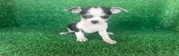 Chihuahua perros en venta: chihuahua - Anuncio 11