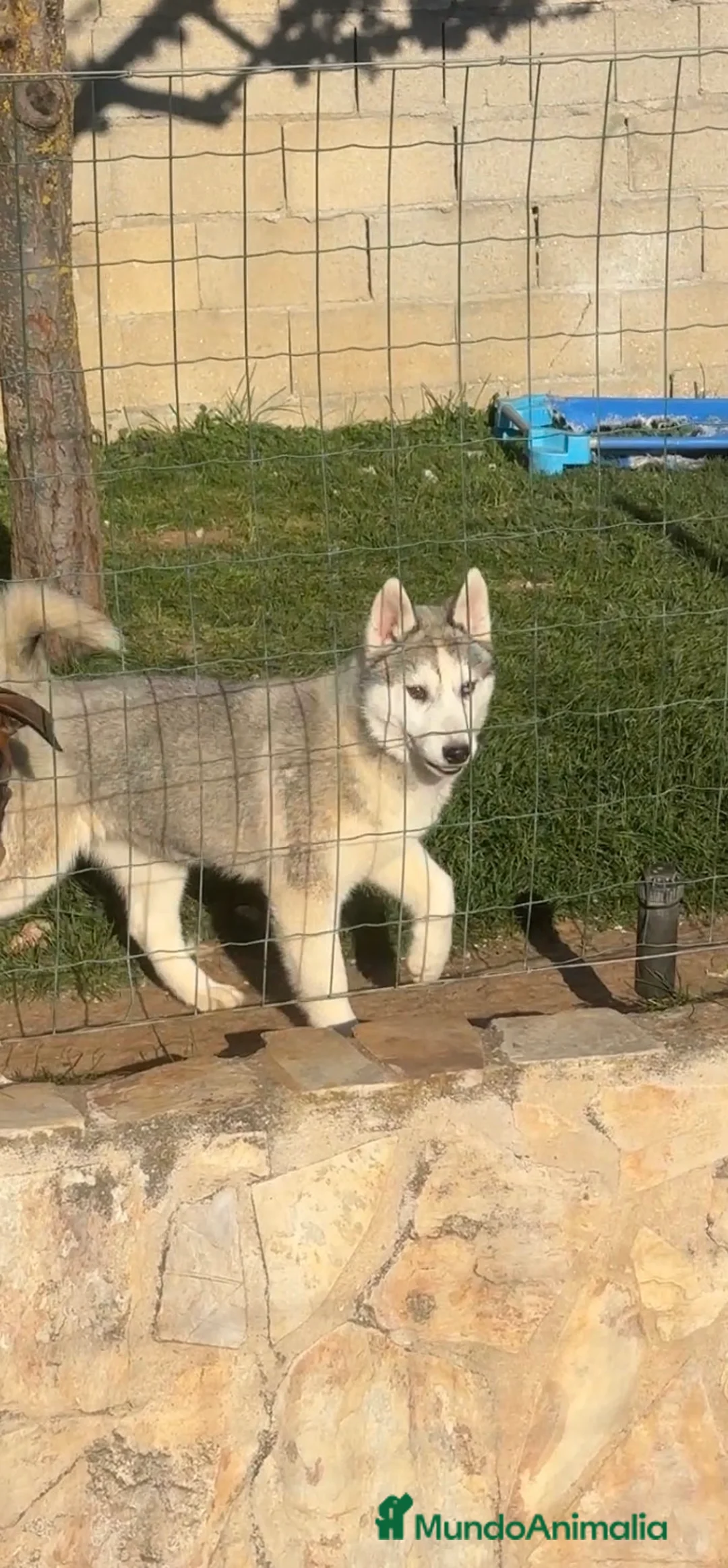 Husky Siberiano perros en venta: Cachorros de husky siberiano - Anuncio 1