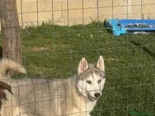 Husky Siberiano perros Cachorros de husky siberiano - Anuncio 2