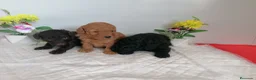 Raza Mixta perros en venta: Preciosa camada de caniches  - Anuncio 5