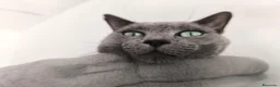 Azul Ruso gatos en venta: Camada de azul ruso  - Anuncio 2