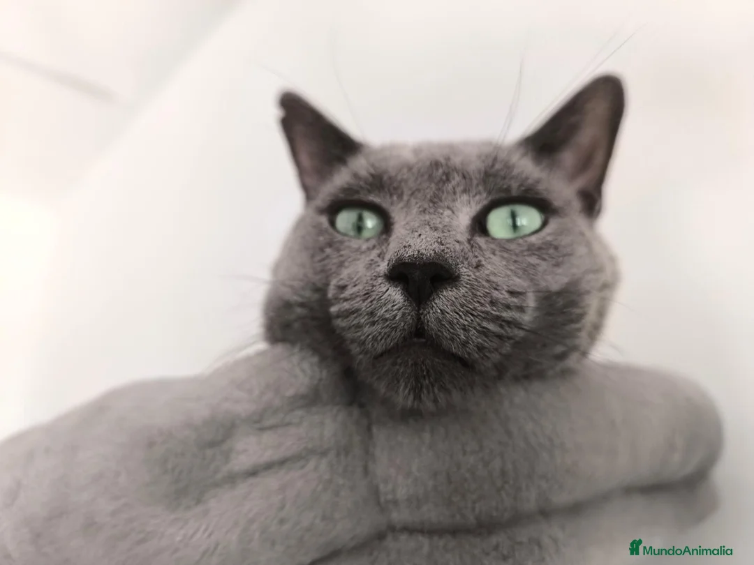 Azul Ruso gatos en venta: Camada de azul ruso  - Anuncio 2