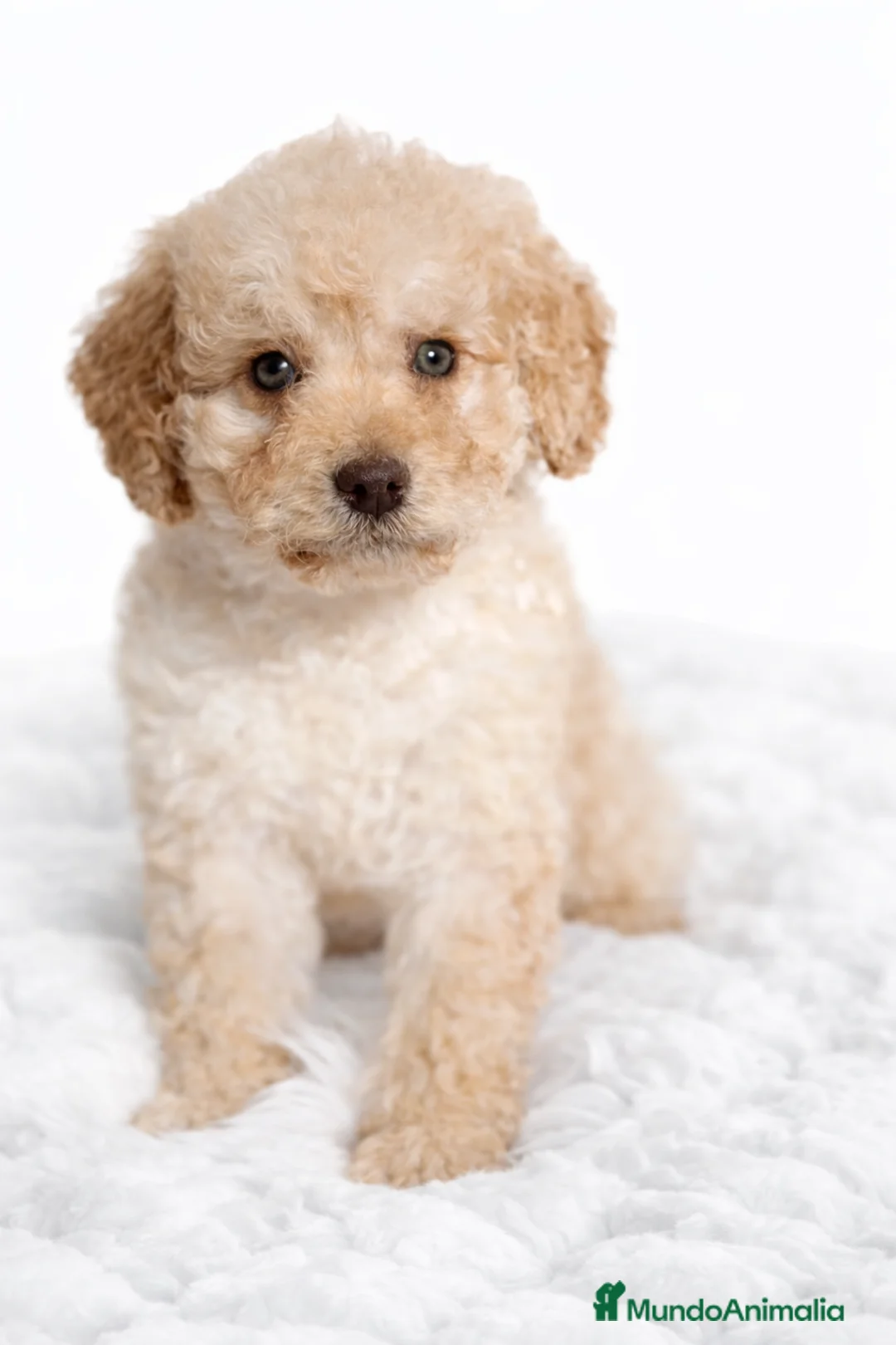 Perro de Agua Español perros en venta: Perro de agua crema  - Anuncio 1