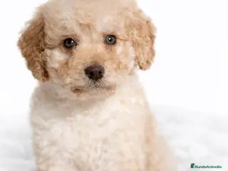 Perro de Agua Español perros Perro de agua crema - Anuncio 3