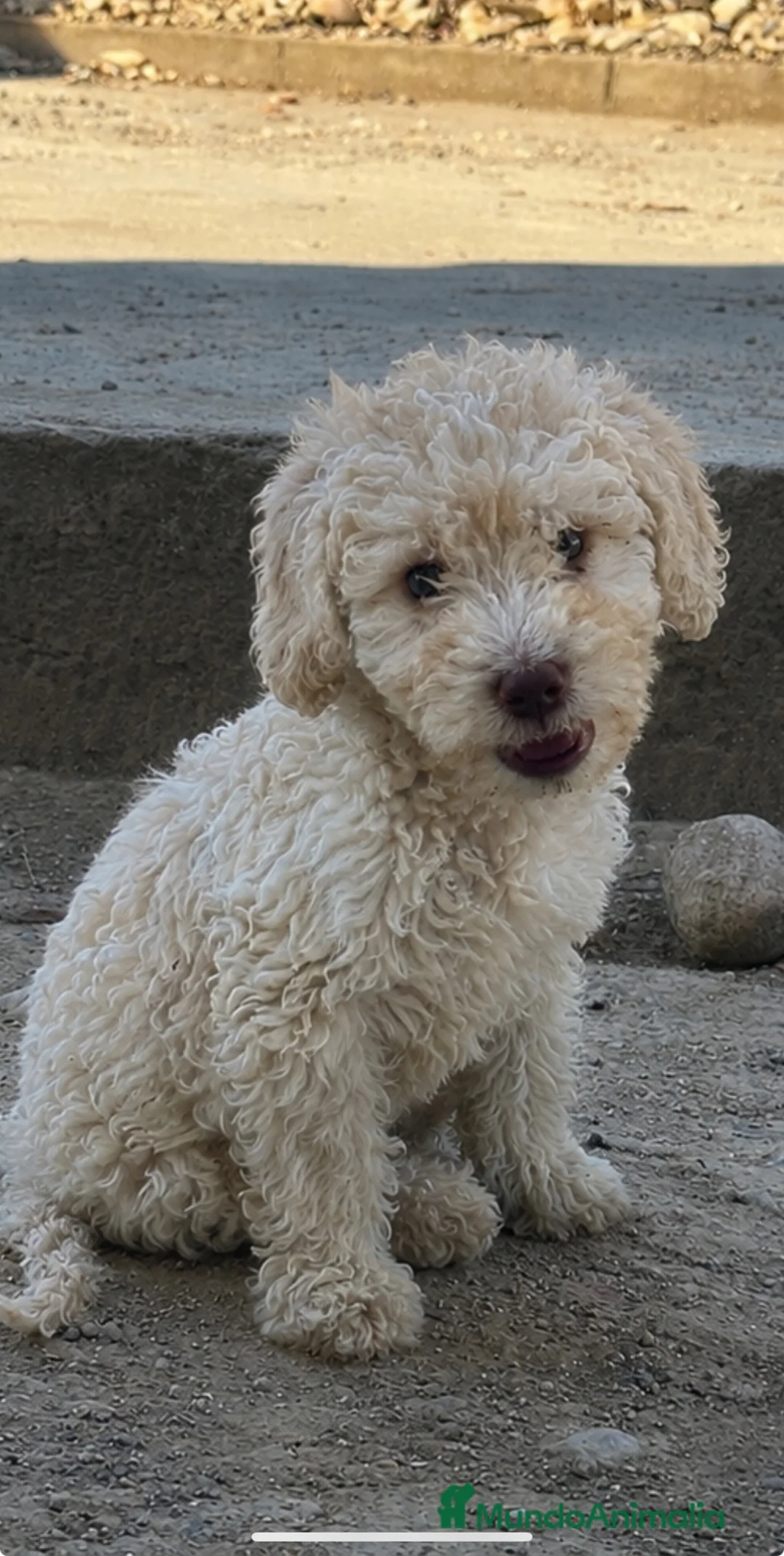 Perro de Agua Español perros en venta: Impresionantes cachorritos de agua - Anuncio 4
