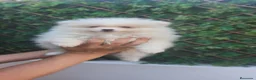 Pomerania perros en venta: Pomerania Macho crema - Anuncio 4