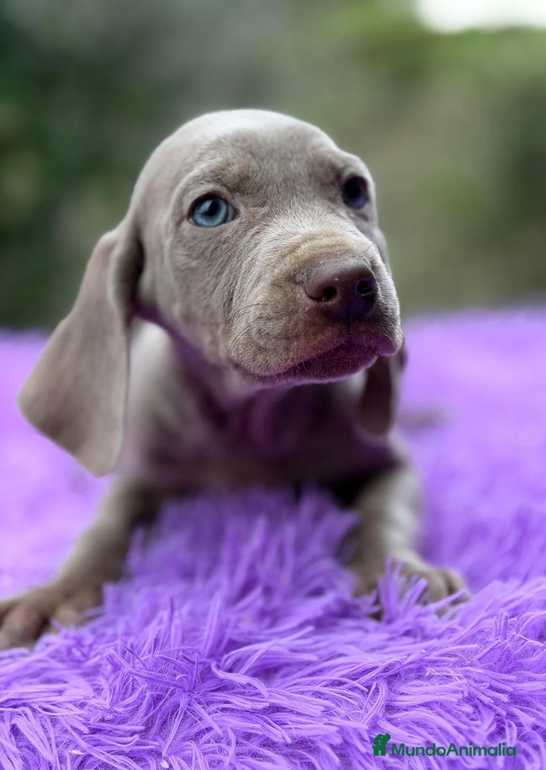 Weimaraner perros en venta: BRACO DE WEIMANARER - Anuncio 4