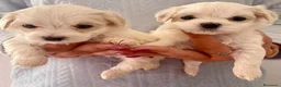 Maltipoo perros en venta: MALTIPOOS  - Anuncio 2