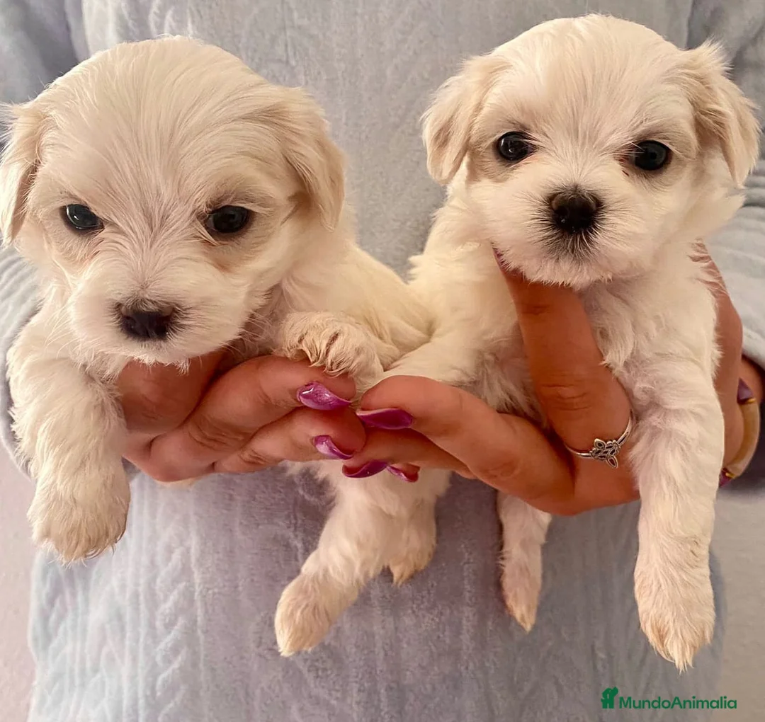 Maltipoo perros en venta: MALTIPOOS  - Anuncio 2