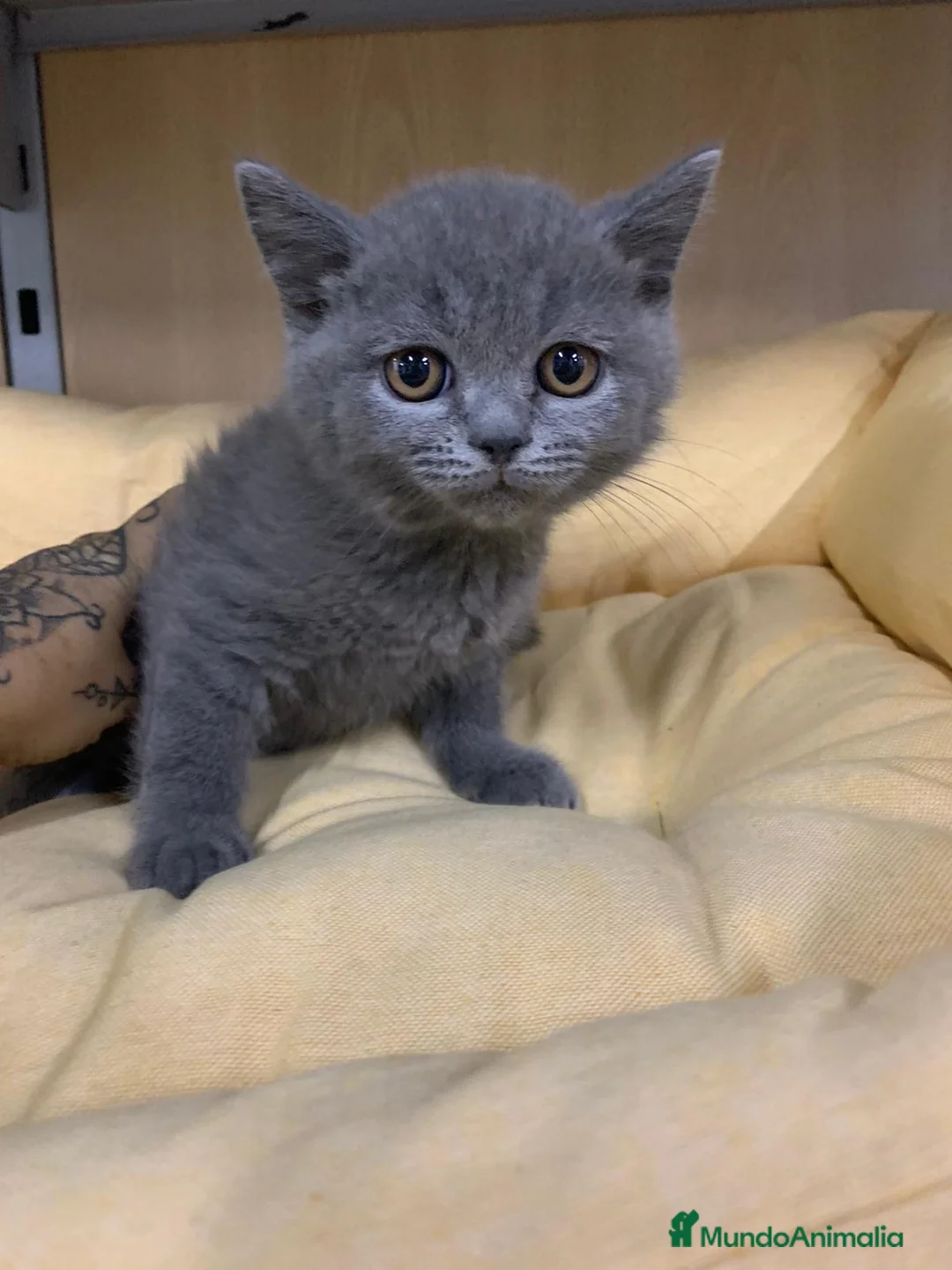 Británico de Pelo Corto gatos en venta: British shorthair  - Anuncio 4