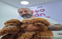 Caniche Toy perros en venta: Cachorros de caniche  - Imagen 6