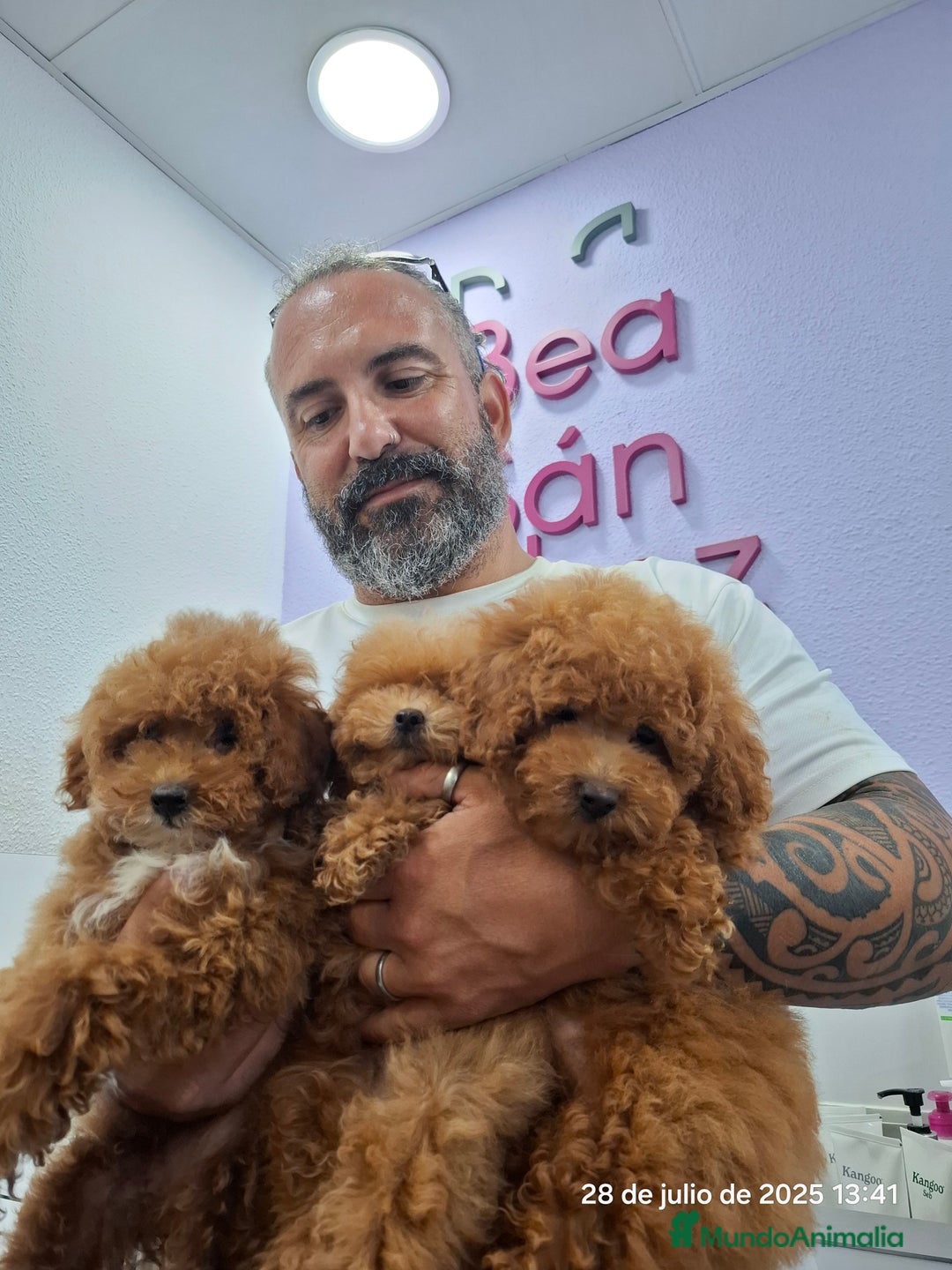Caniche Toy perros en venta: Cachorros de caniche  - Imagen 6