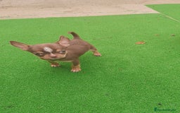 Chihuahua perros en venta: Chihuahua Toy Macho tricolor chocolate  - Imagen 5
