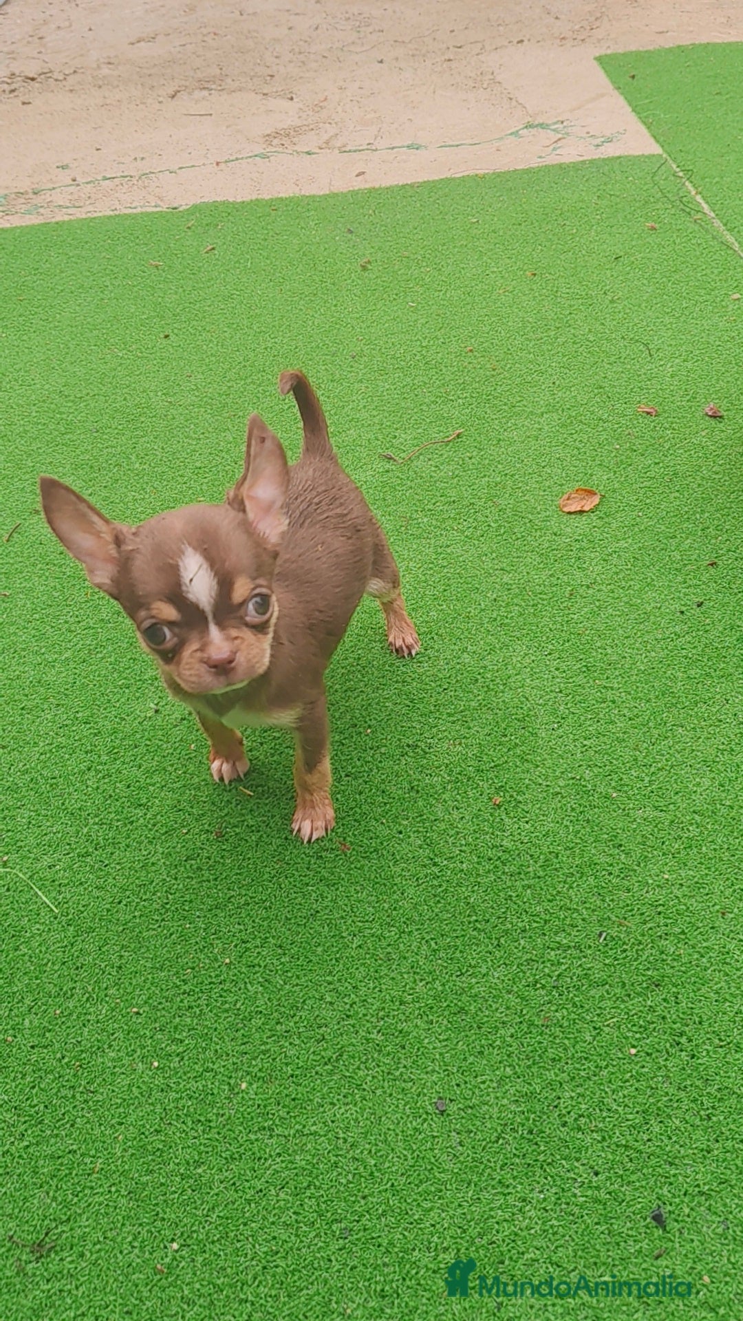 Chihuahua perros en venta: Chihuahua Toy Macho tricolor chocolate  - Imagen 5