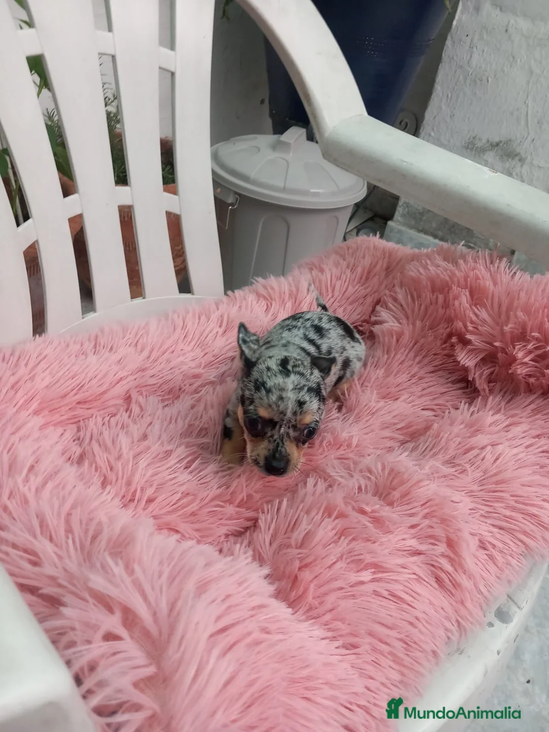 Chihuahua perros en venta: Chihuahua toys disponible  - Anuncio 1