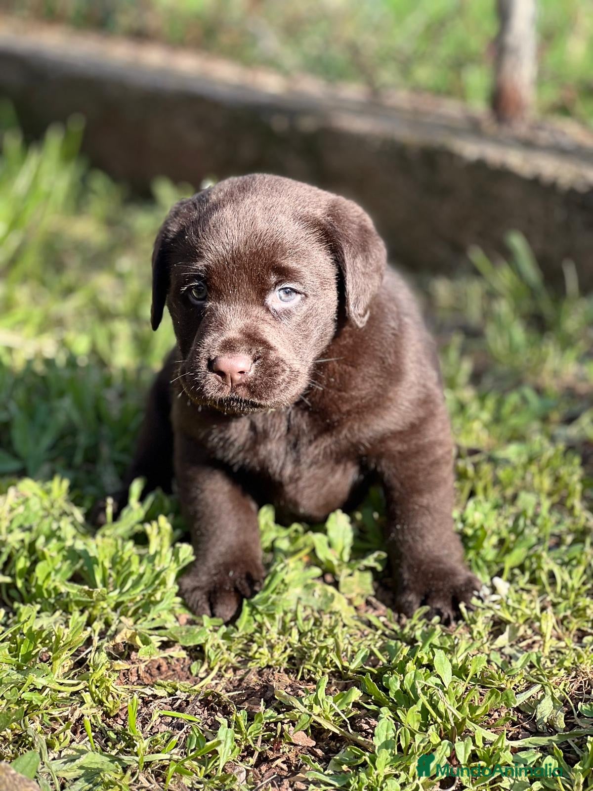 Labrador Retriever perros BEBÉS MACHO LABRADOR CHOCOLATE  - Anuncio 33