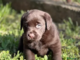 Labrador Retriever perros BEBÉS MACHO LABRADOR CHOCOLATE - Anuncio 6