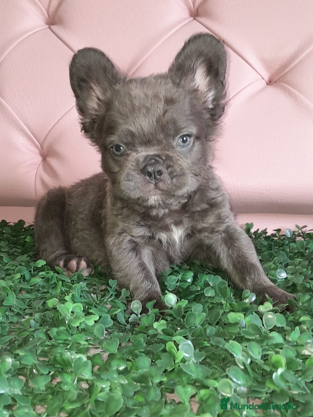 Bulldog Francés perros en venta: Bulldog francés Fluffy - Anuncio 5