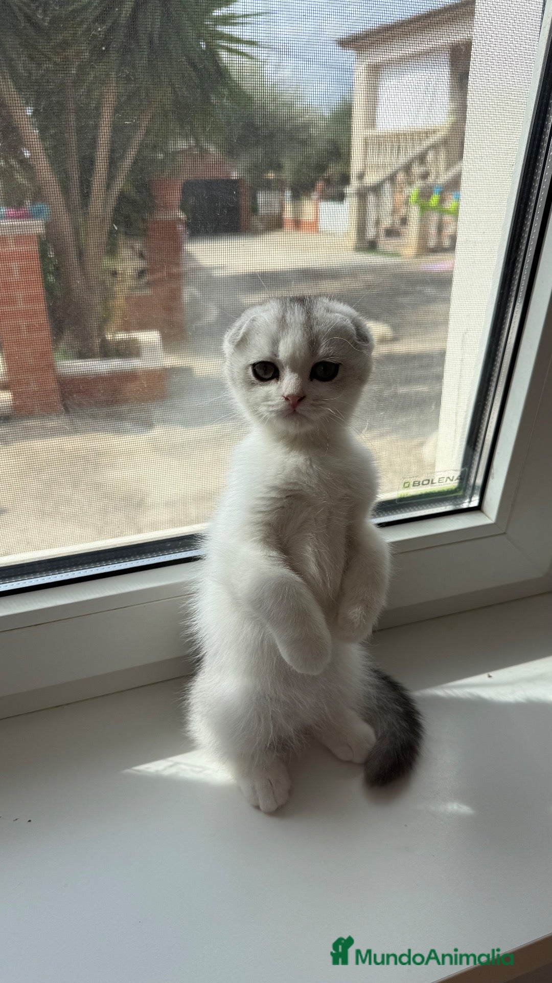 Scottish Fold gatos Scottish  - Anuncio 5