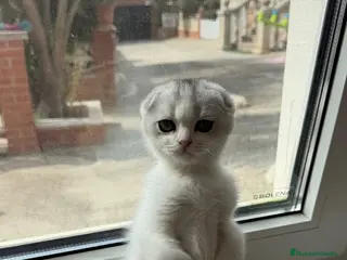 Scottish Fold gatos Scottish - Anuncio 5