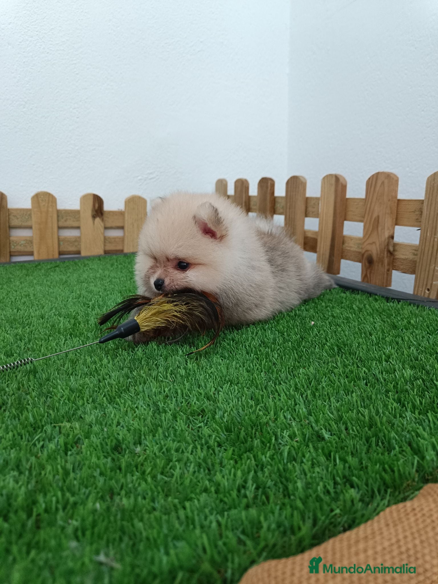 Pomerania perros Pomerania macho  - Anuncio 2